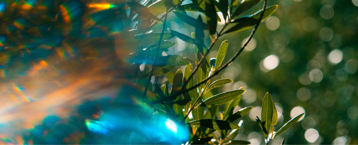 Sunlight through olive branch leaves with rainbow lens flare