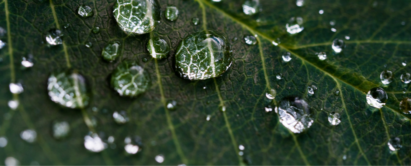 Water droplets on a green leaf