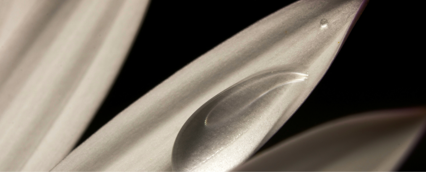 Macro photograph of a dew drop on a white petal