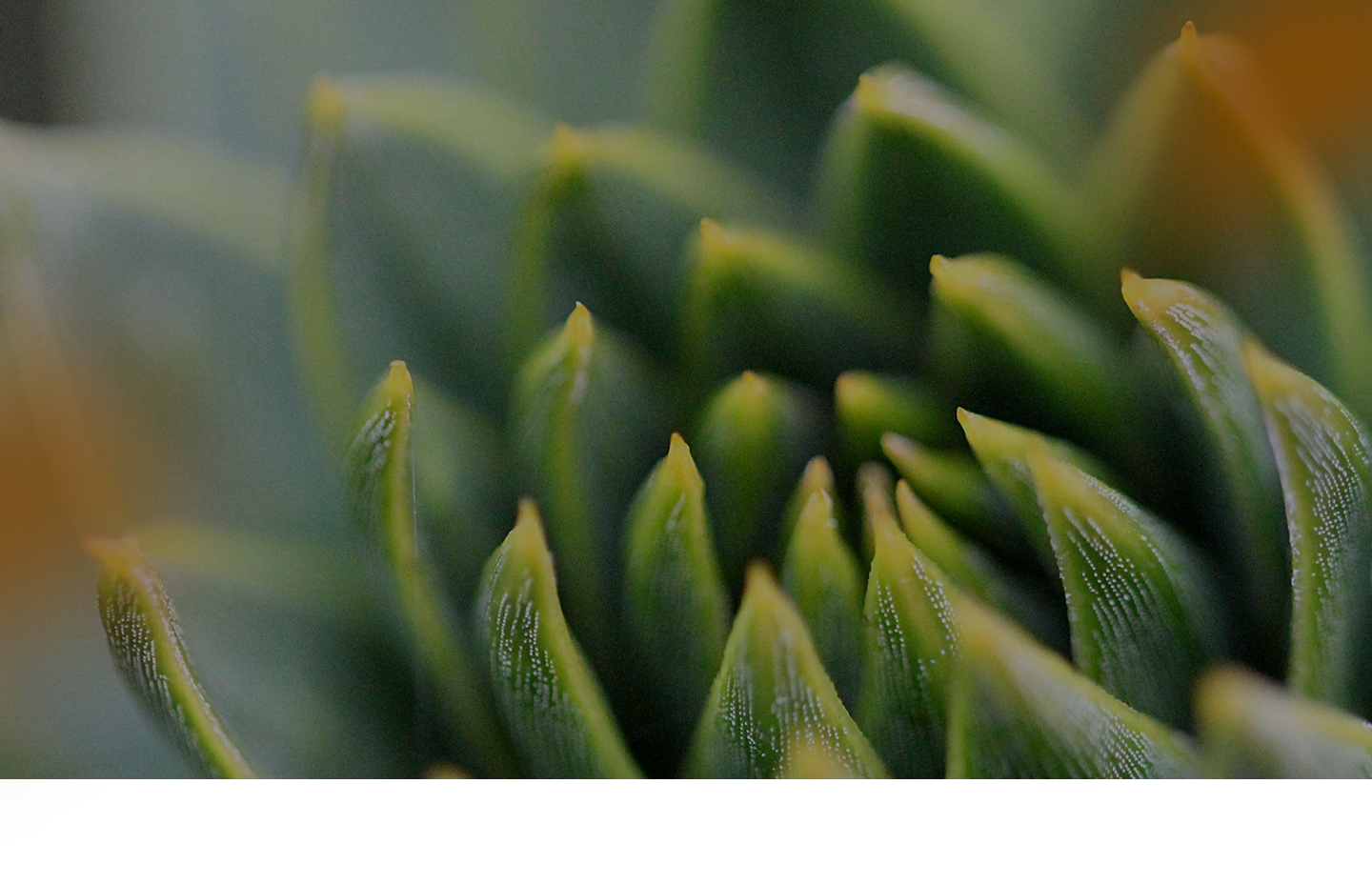 Macro close-up of a spiky green succulent plant