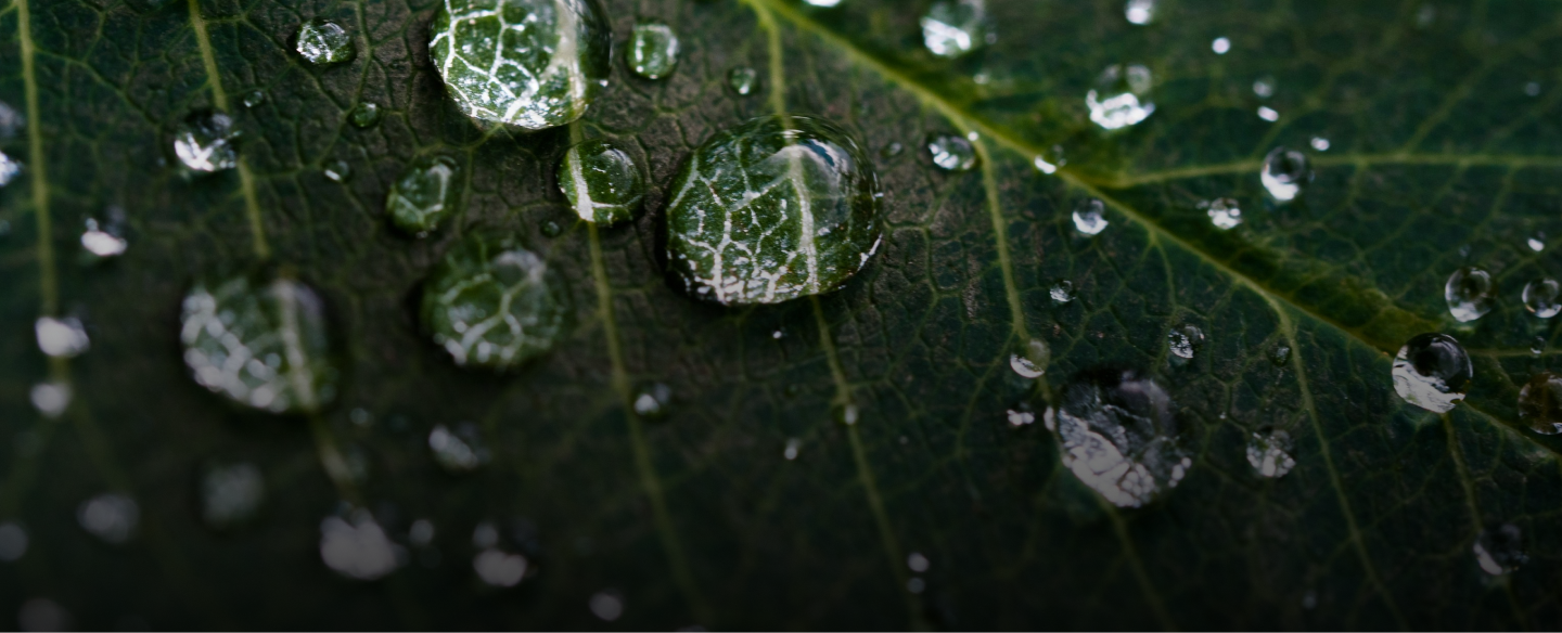 Water droplets on a green leaf