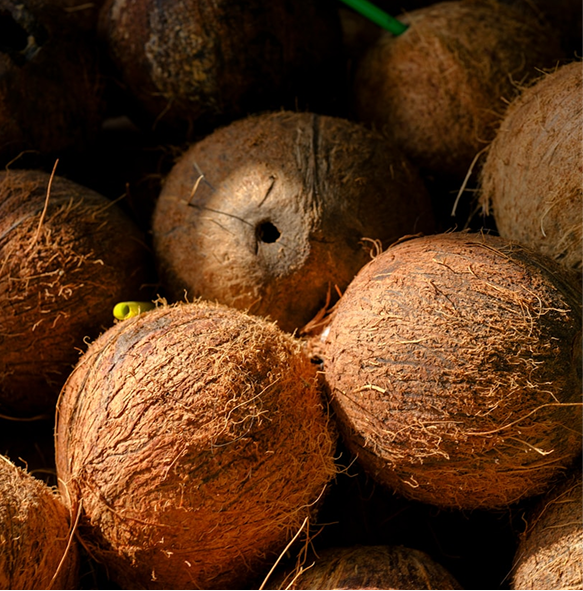 Coconut