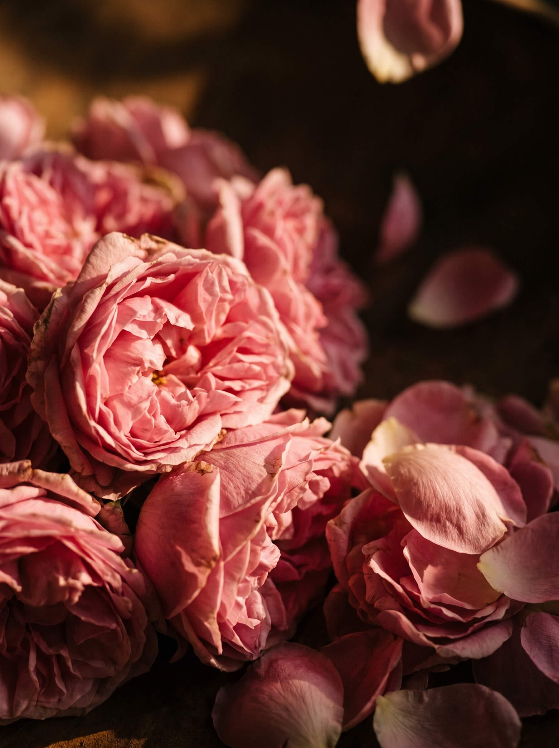 Damask rose