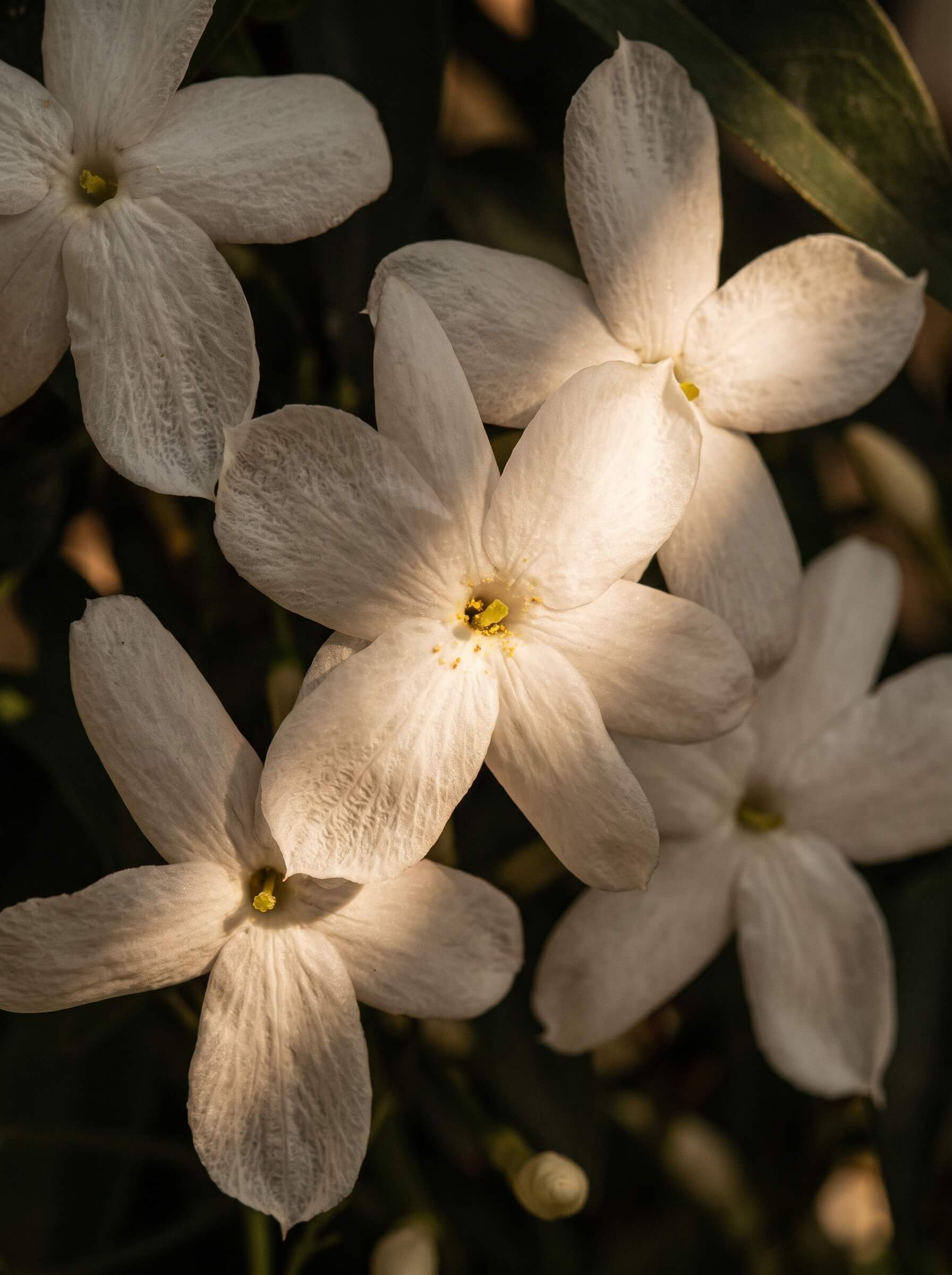 Jasmine note