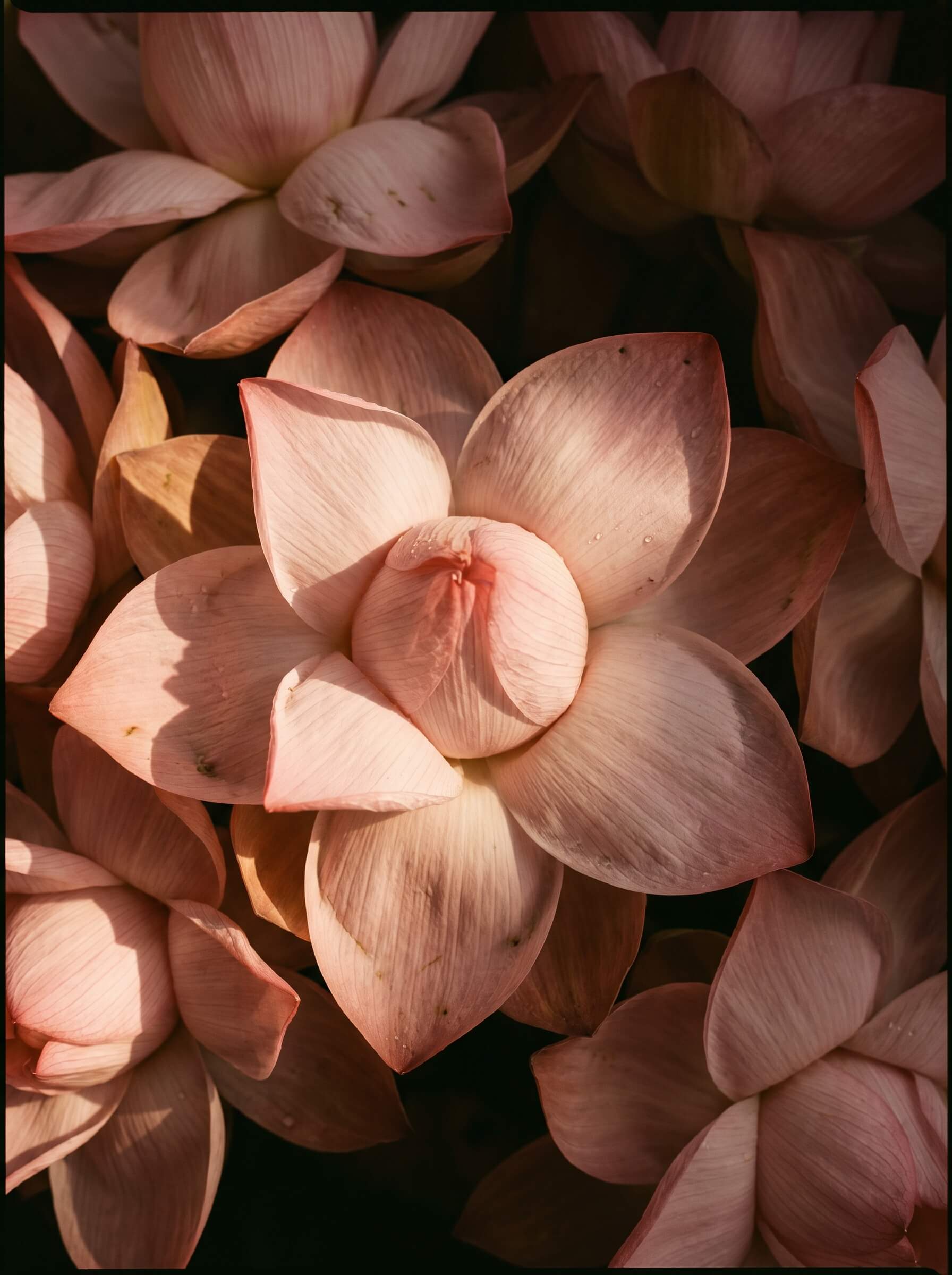 Lotus
