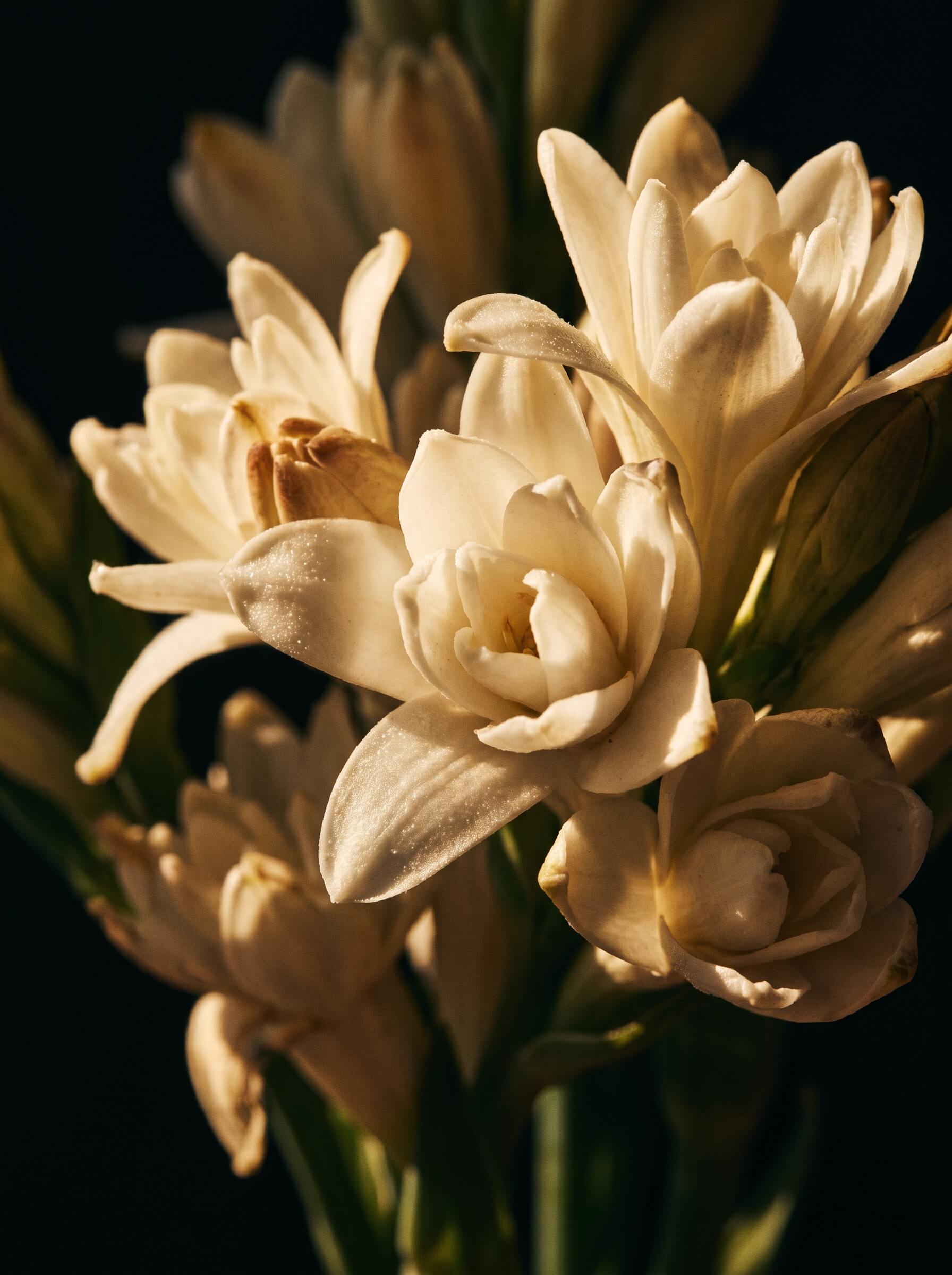 Tuberose
