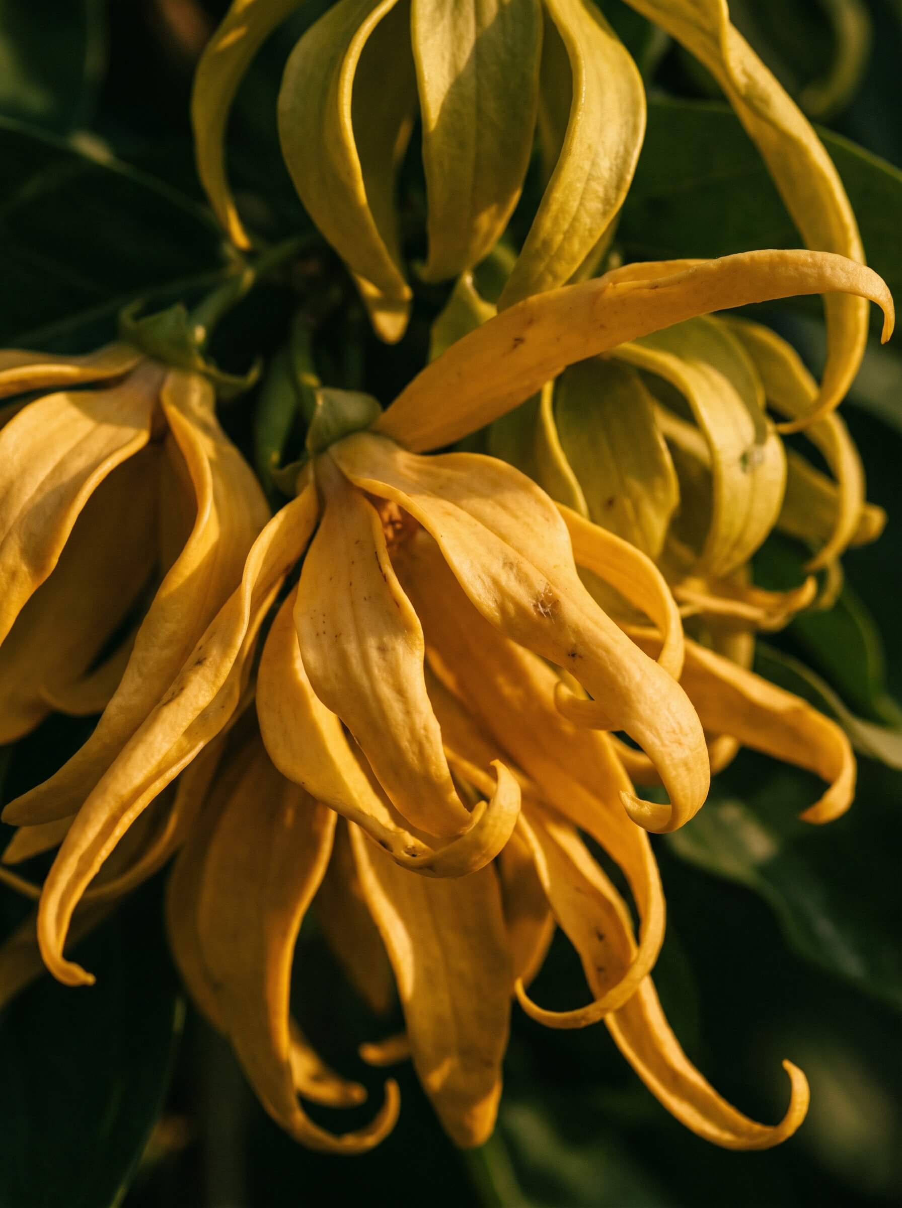 Ylang Ylang
