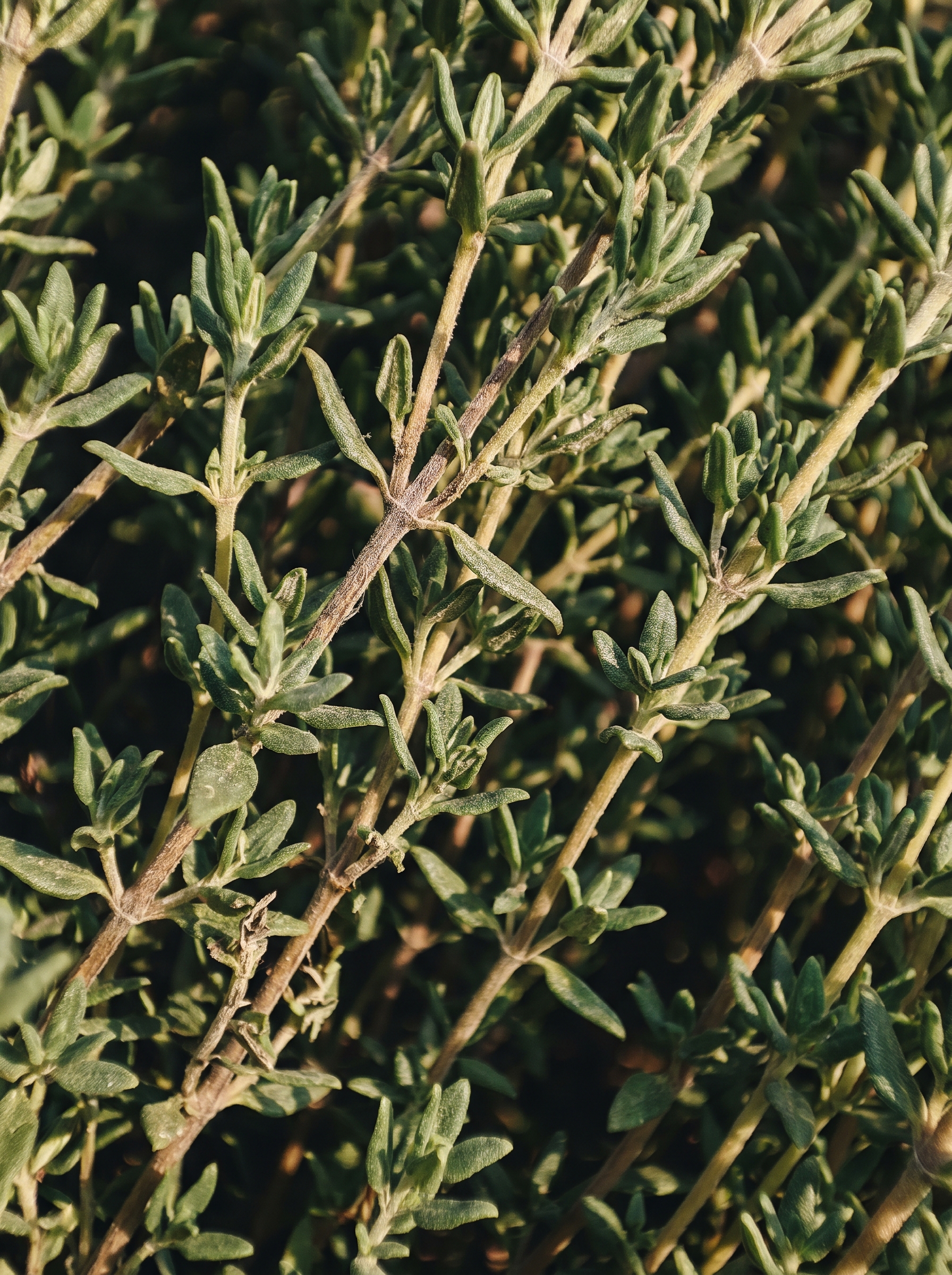 Thyme