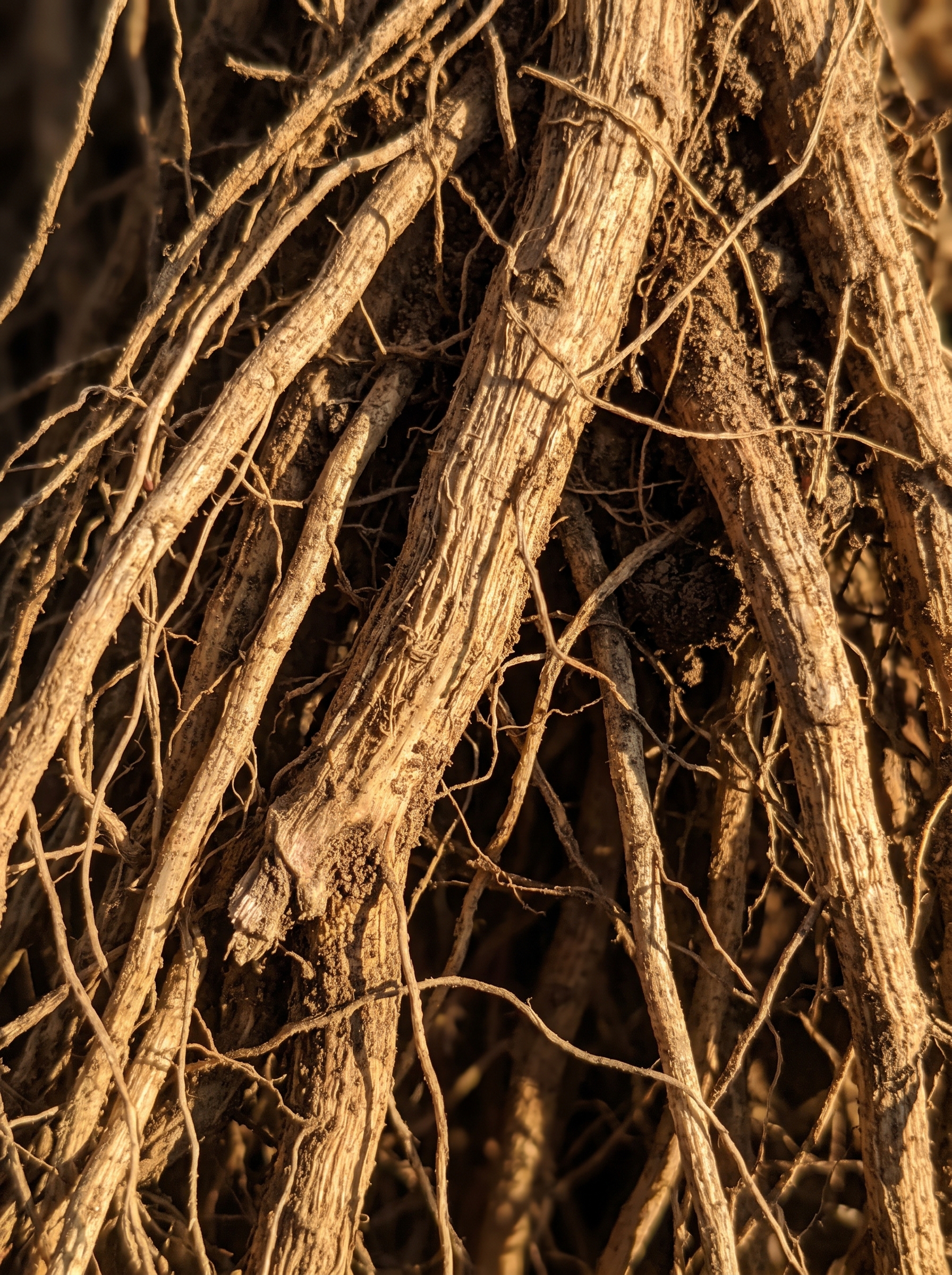 Vetiver